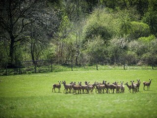 Tiere_Dosterhof von Fotograf Marcel Schneeberg-015
