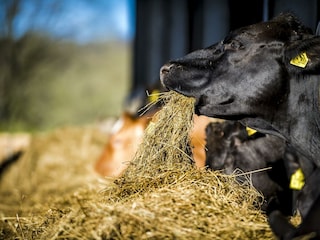 Tiere_Dosterhof von Fotograf Marcel Schneeberg-004