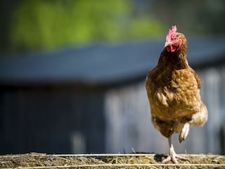 Tiere_Dosterhof von Fotograf Marcel Schneeberg-000