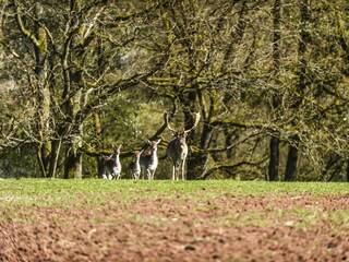 Tiere_Dosterhof von Fotograf Marcel Schneeberg-003