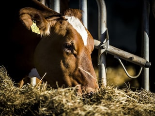 Tiere_Dosterhof von Fotograf Marcel Schneeberg-004