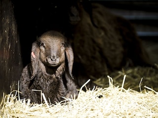 Tiere_Dosterhof von Fotograf Marcel Schneeberg-007