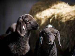 Tiere_Dosterhof von Fotograf Marcel Schneeberg-007