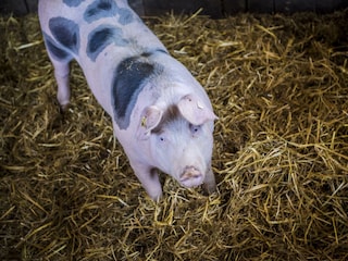 Tiere_Dosterhof von Fotograf Marcel Schneeberg-007