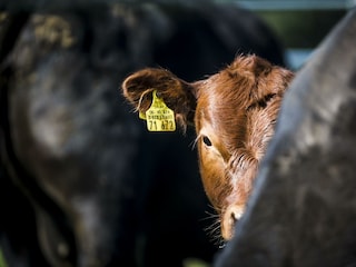 Tiere_Dosterhof von Fotograf Marcel Schneeberg-014