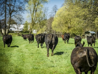 Tiere_Dosterhof von Fotograf Marcel Schneeberg-014