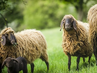 Tiere_Dosterhof von Fotograf Marcel Schneeberg-015