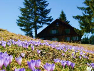Ferienwohnung Oberstaufen Umgebung 16