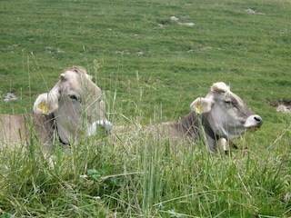 Allgäuer Küche