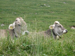 Holiday apartment Oberstaufen Environment 21