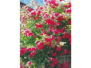 RosenI_Sallachergütl