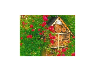 RosenII_Sallachergütl