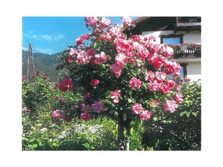 Rosen_Sallachergütl