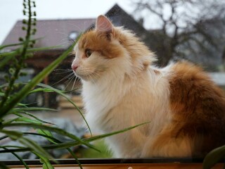 Bauernhof Haufhof Apartments - Katze