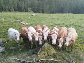 Bauernhof Haufhof Apartments - Rinder auf der Alm