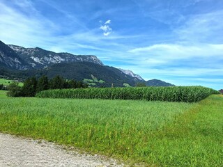 Unser Maisacker direkt neben dem Haus