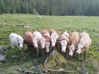 Bauernhof Haufhof Apartments - Rinder auf der Alm