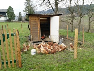 Bauernhof Haufhof Apartments - Hühner