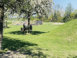 Villa Zoutelande Umgebung 21