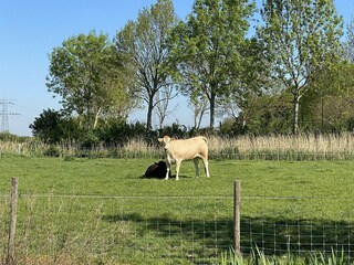 Casa per le vacanze Ellewoutsdijk Registrazione all'aperto 29