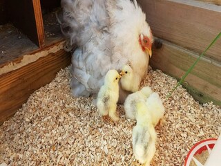 Villa Renesse Ambiente 26