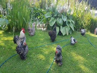 Villa Renesse Environnement 27