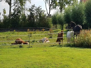 Villa Renesse Environnement 30