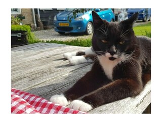 Holiday house Renesse Outdoor Recording 18