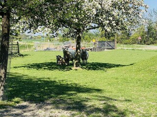 Casa de vacaciones Zoutelande Grabación al aire libre 22