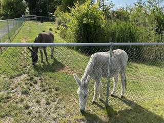 Chalet Walsoorden Ambiente 26