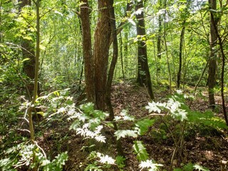 Vakantiehuis Hattem Omgeving 18