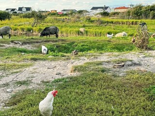 Vakantiehuis Göteborg  26