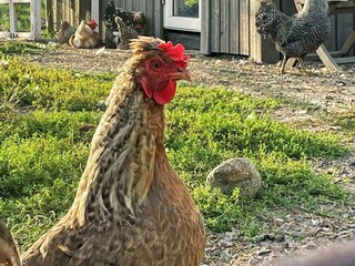 Vakantiehuis Göteborg  41