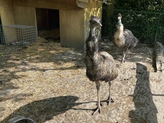 Chalet Walsoorden Outdoor Recording 13