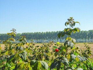 Casa per le vacanze Aardenburg Registrazione all'aperto 20