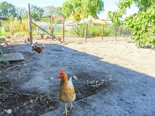 Casa de vacaciones Aardenburg Grabación al aire libre 33