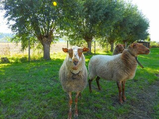 Casa per le vacanze Aardenburg Registrazione all'aperto 35