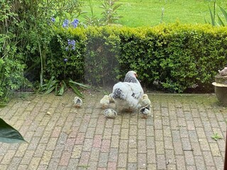 Vakantiehuis Aardenburg Buitenaudio-opname 27