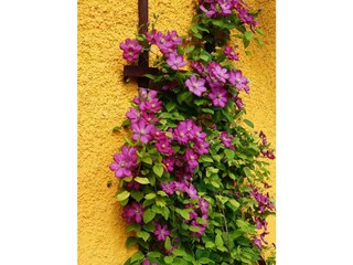 Blumen im Gastgarten