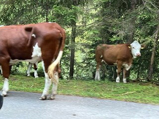 Achensee, Wanderwege, Haus Auszeit