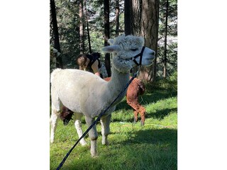 Ferienhaus, Mieten, Wandern, Familienurlaub