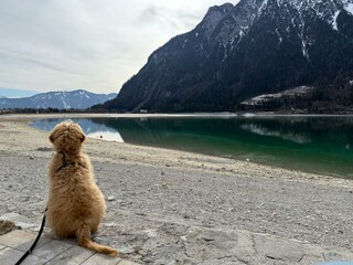 Ferienhaus Auszeit, Achensee, Wandern mit Hund