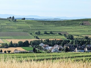 Südrand von Pfaffenweiler