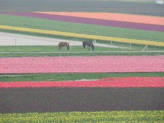 Casa per le vacanze Julianadorp Ambiente 19