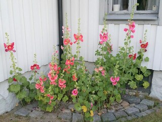 Vakantiehuis Sölvesborg  13