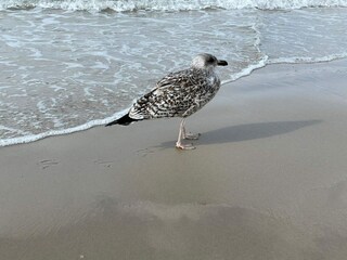 Casa per le vacanze Løkken  3