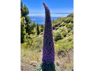 einzigartige Arten auf der Welt