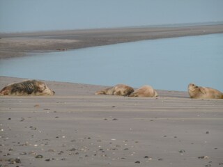 Holiday house Cayeux-sur-Mer Environment 15