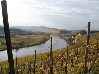 Blick auf Mosel und Weinberge