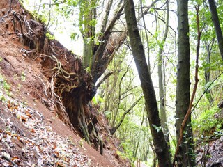 Cottage Teror Außenaufnahme 10
